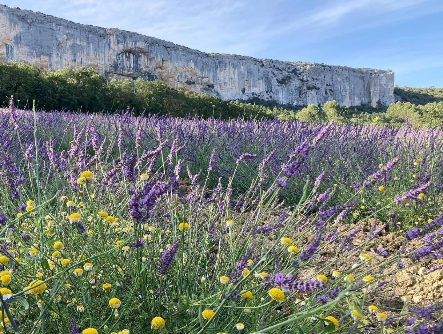Gite La Madeleine Du Luberon. Lioux 외부 사진